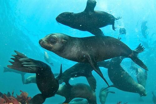 Snorkeling with Seals