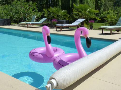 Flamingos in the Pool