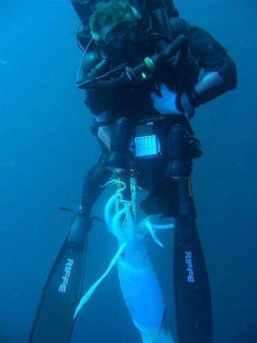 Diver with Squid