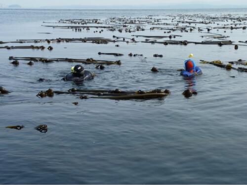 Diving with Bull Kelp